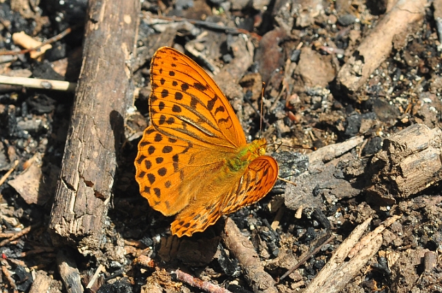 04 07 15_5835_edited-1.jpg - SILVER-WASHED FRITILLARY  - CHASE WOOD - 4.7.15
